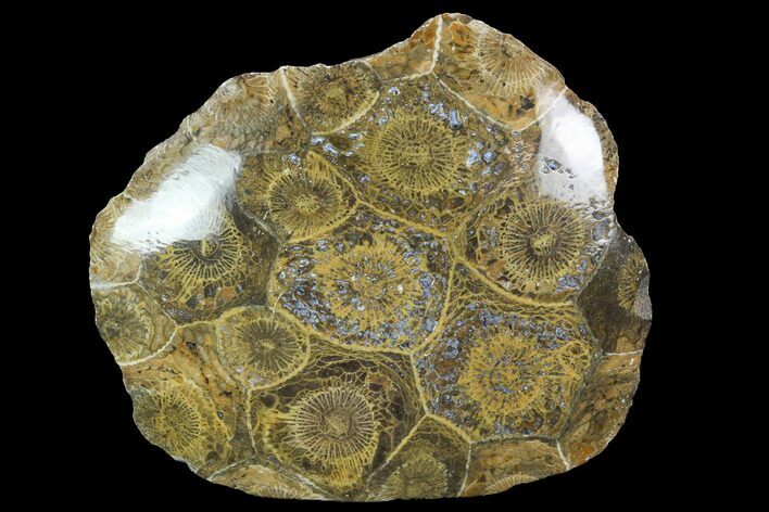 Polished Fossil Coral (Actinocyathus) - Morocco #100614